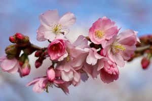 化妆、春季妆容、冬季妆容、樱花、粉色