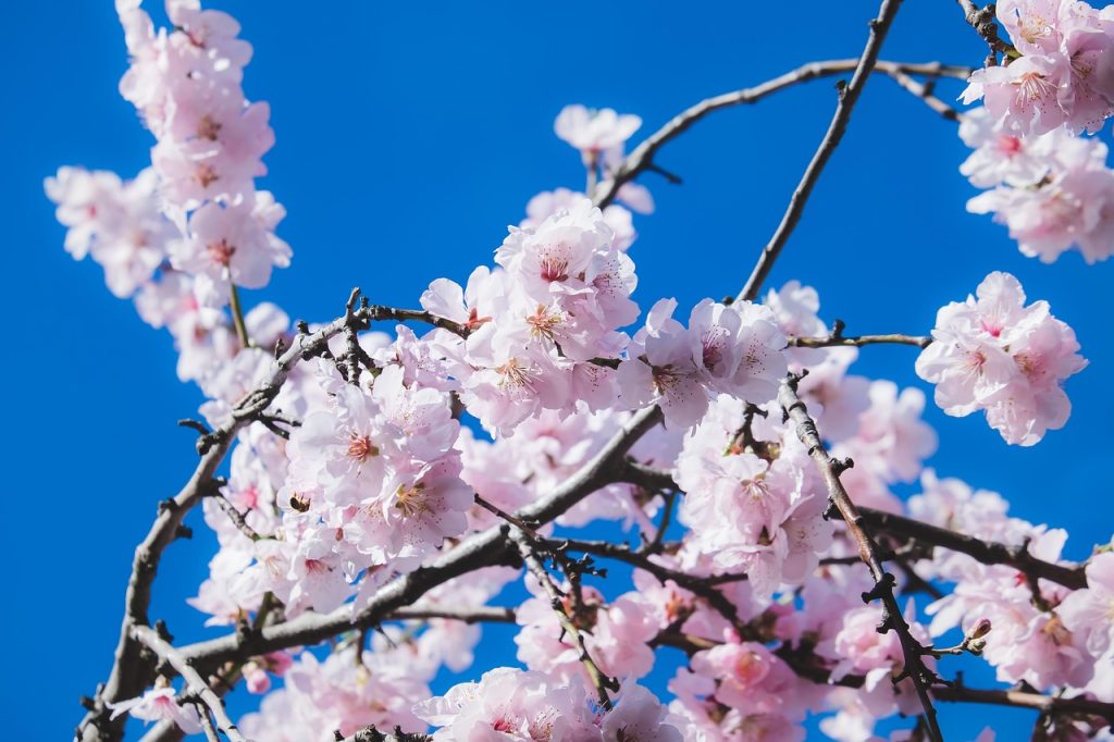 化妆、春季妆容、日系、樱花、粉色